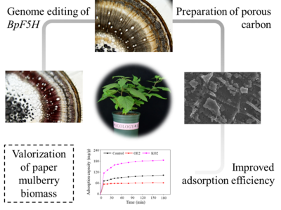 青島能源所利用構樹基因編輯技術創(chuàng)制高性能生物基材料